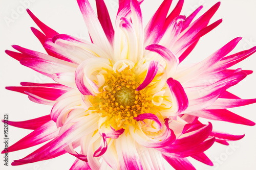 Variegated pink and white dahlia close up