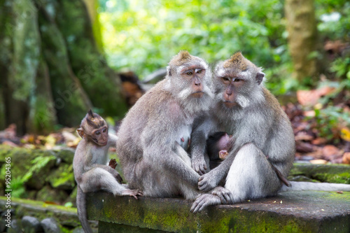 Family of long-tailed macaque  Macaca fascicularis  in Sacred Mo