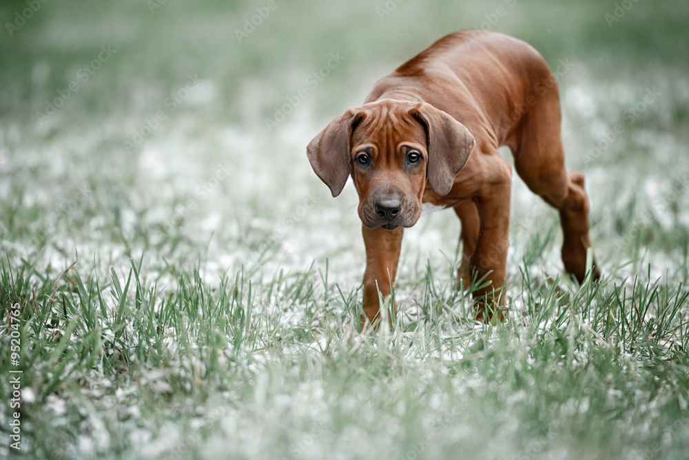 Beautiful dog rhodesian ridgeback 