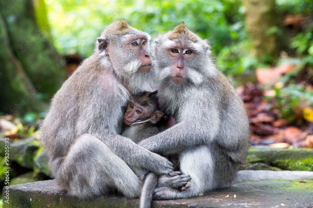 Family of long-tailed macaque (Macaca fascicularis) in Sacred Mo