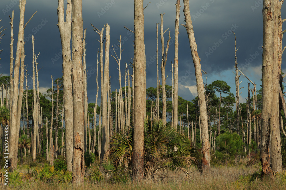 Dead Trees in St. Marks National Wildlife Refuge