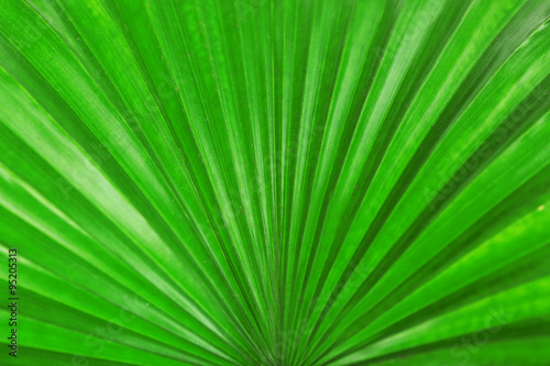 Palm leaf (Livistona Rotundifolia palm), close up