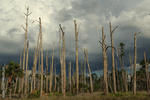 Dead Trees in St. Marks National Wildlife Refuge