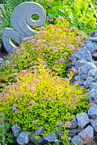 Спирея японская ,,Голдфлейм,, (Spiraea japonica Goldflame) на клумбе среди камней
