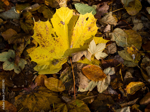 Herbstlaub