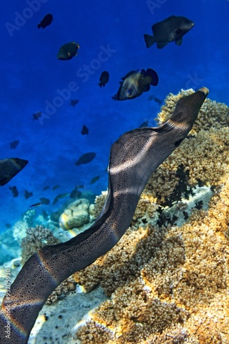 Moray eel is on coral reef