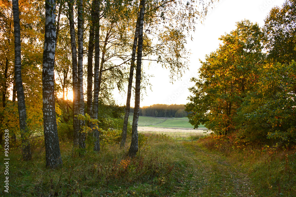 Fototapeta premium foggy autumn morning rural landscape
