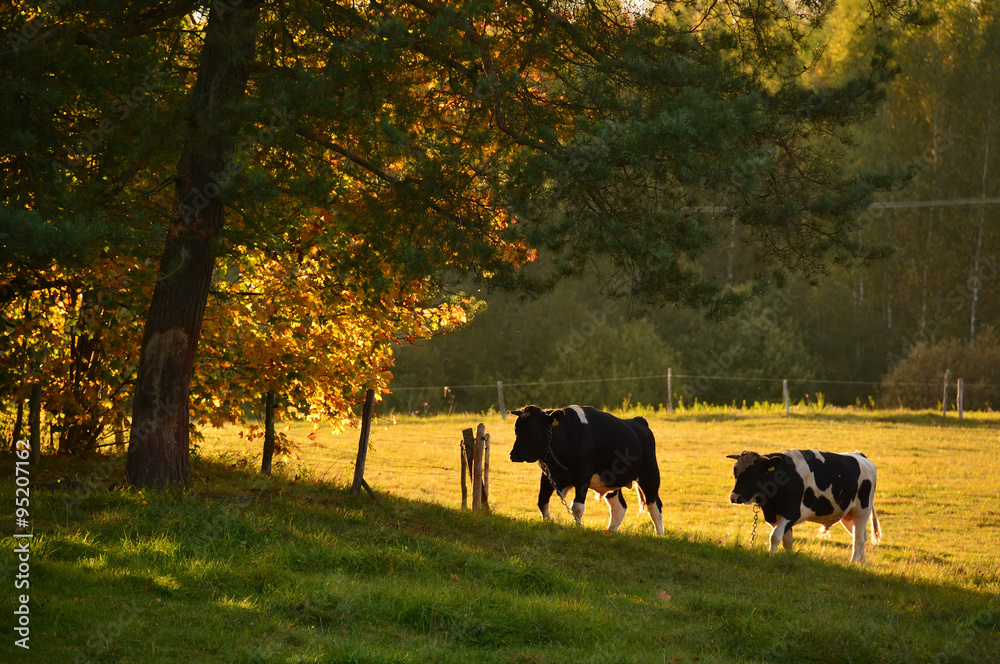 bulls in evening light under tree bulls in evening light under tree