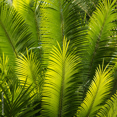closeup of backlit palm fronds