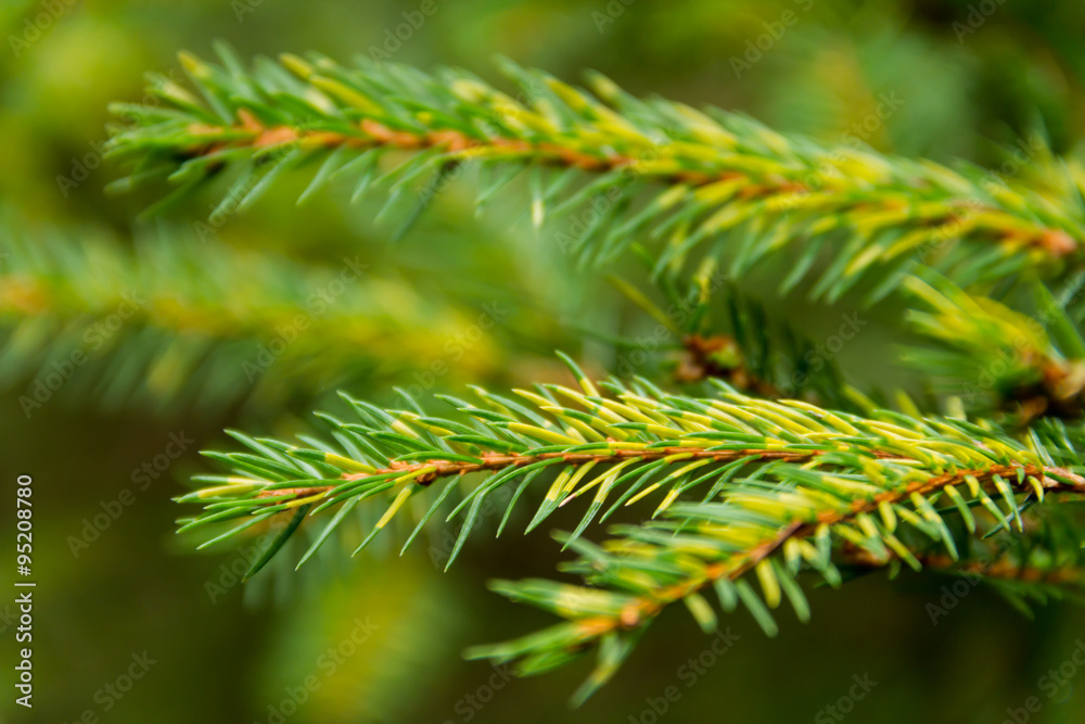 Fototapeta premium Alpine forest