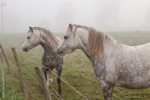 Two white spotty horses in the field in the fog, selective focus