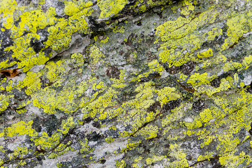 Rock with moss © Monstar Studio