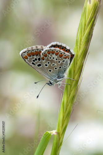 Kelebek