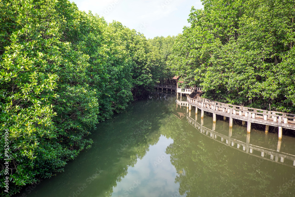 Mangrove forest with Cement bridge Walk way at Koh Chang Island,Thailand Mangrove forest with Cement bridge Walk way at Koh Chang Island,Thailand