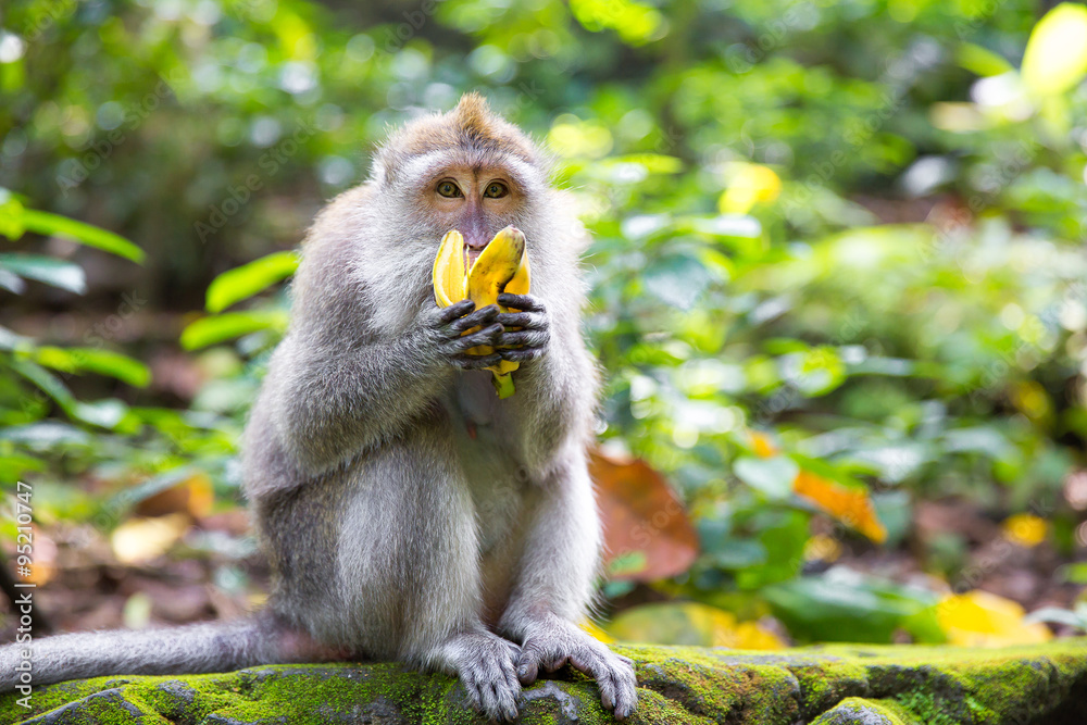 Long-tailed macaque (Macaca fascicularis) eating a banana in Sac