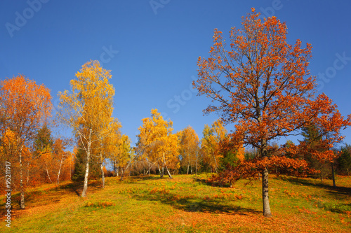 Lovely countryside trees with autumn colorful leaves at sunlight. Lovley autumn seasonal colorful leaves in countryside landscape.