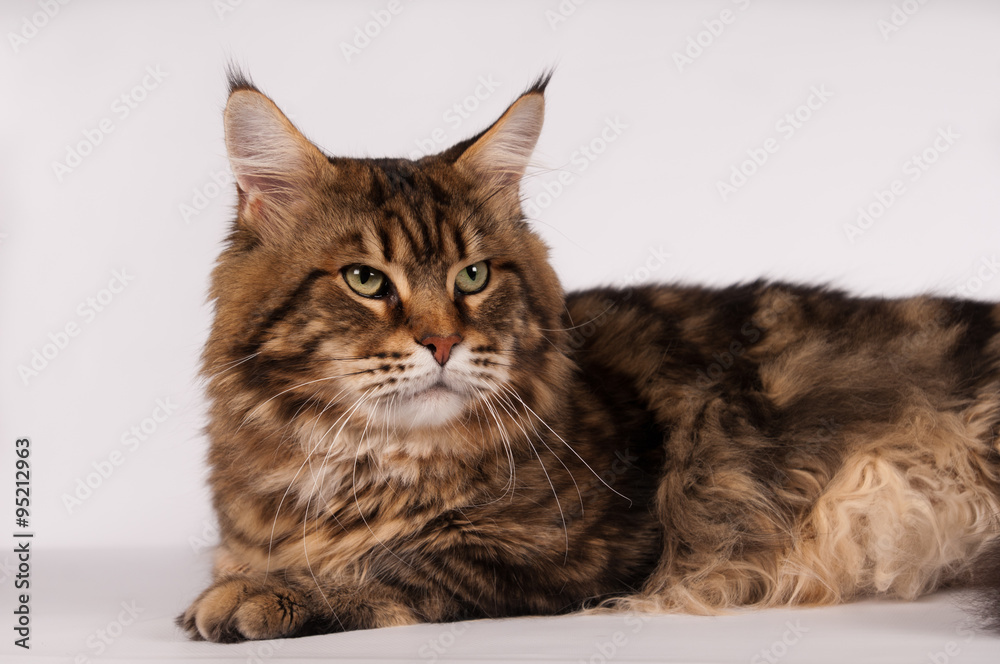Big mainecoon tabby brown color on white 