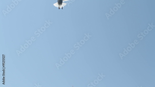 Seagulls flying above the sea