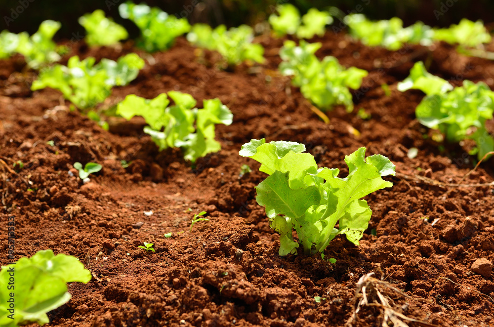 Lettuce plants on a field Lettuce plants on a field