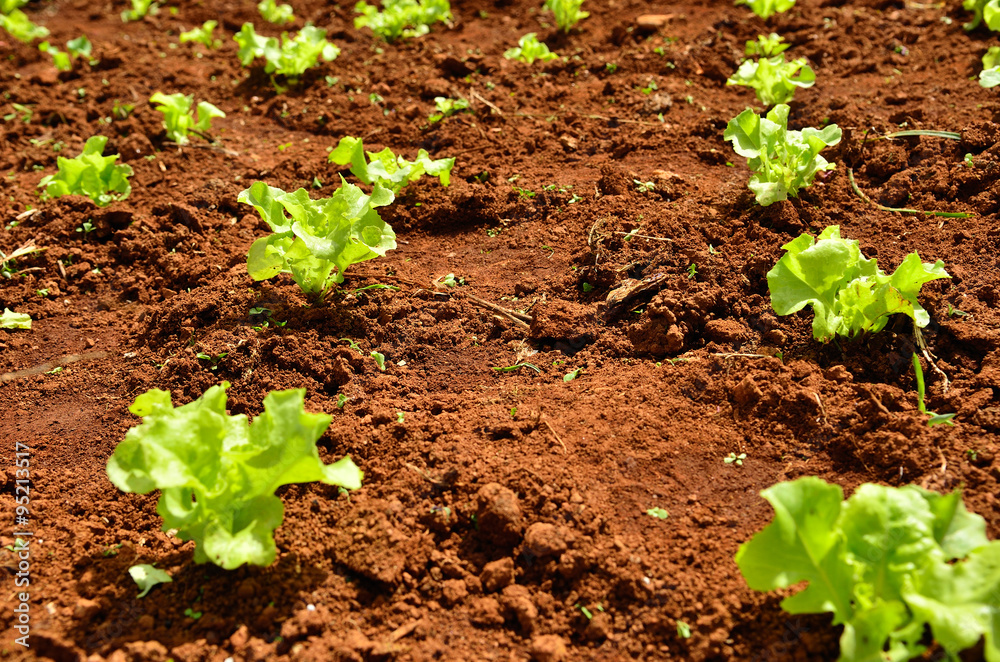 Lettuce plants on a field Lettuce plants on a field