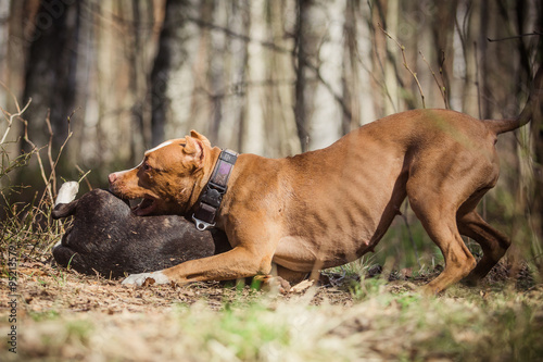 Dog breed American Pit Bull Terrier and Bull Terrier