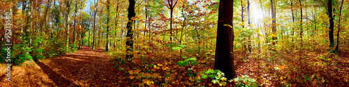 Wald – farbenfrohes Panorama im Herbst mit Waldweg und Sonne #95213580