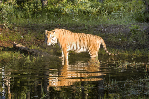 Tiger Standing in Water