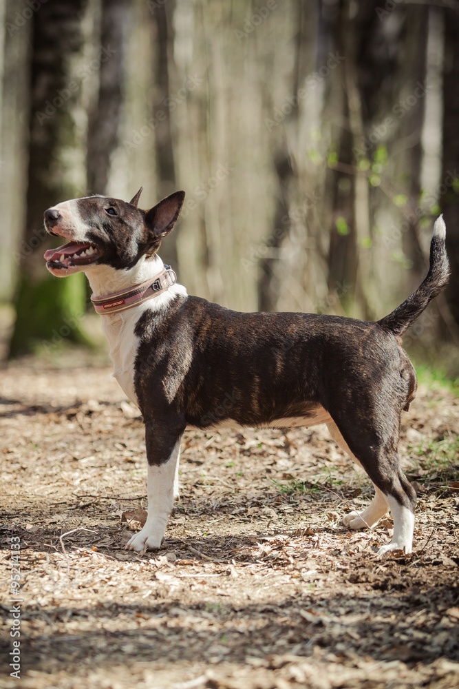 Dog breed Pit Bull Terrier