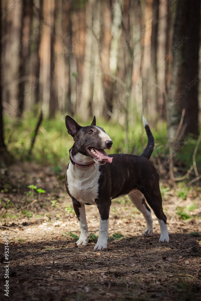 Dog breed Pit Bull Terrier