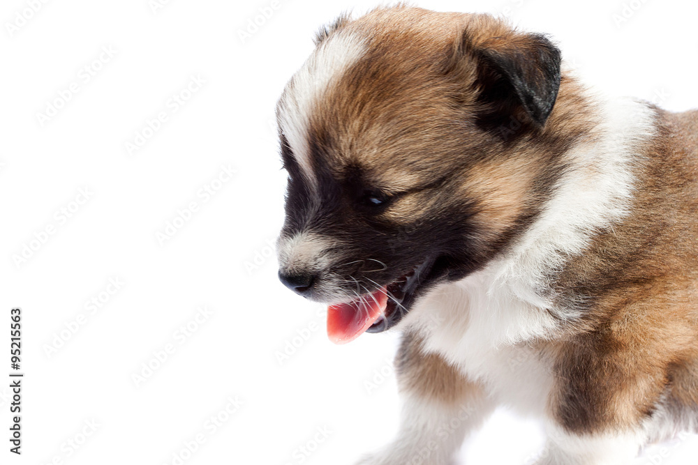 Cute purebred puppy (dog) on a white background
