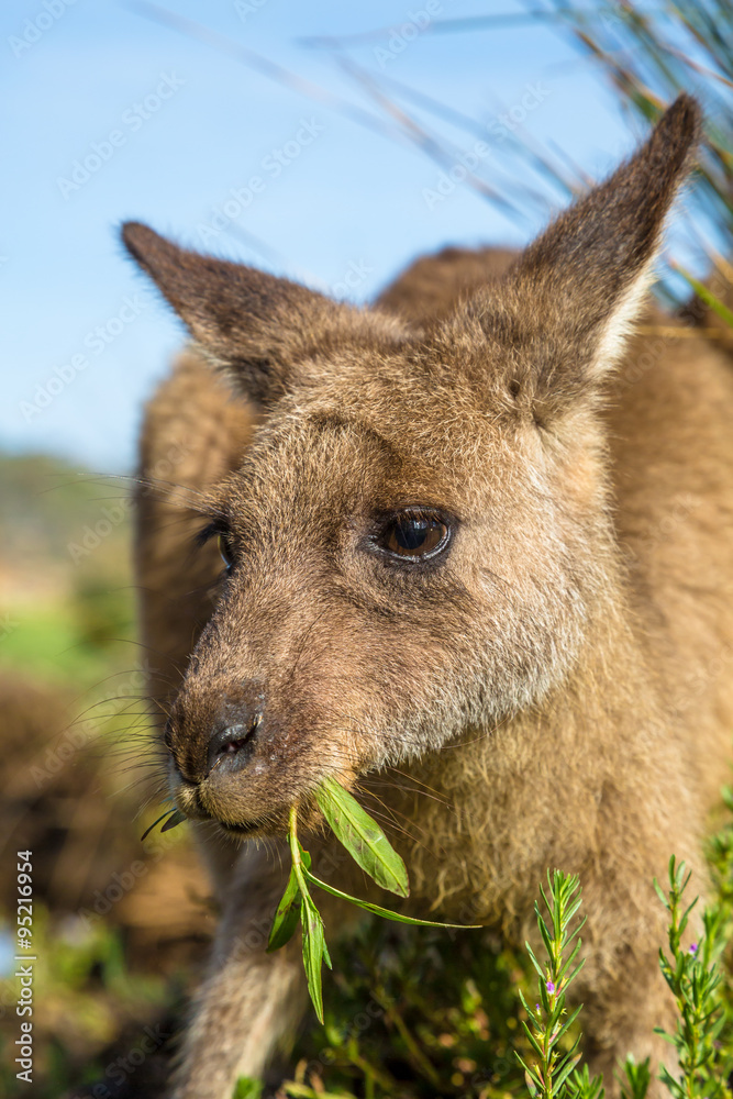 Australian Kangaroo eating Australian Kangaroo eating