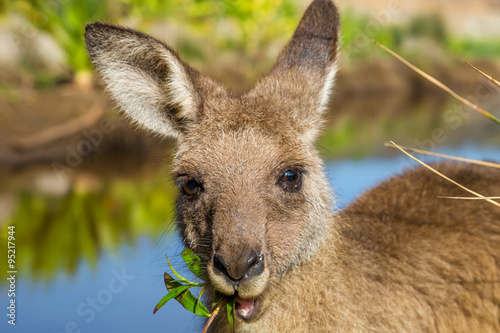 Australian Kangaroos in Pebbly Beach