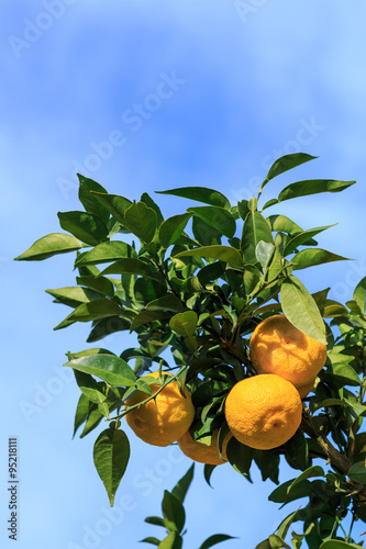 Yuzu: Citrus junos is a kind of Japanese citrus