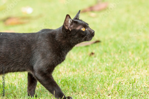 Black cat walking on the green grass.