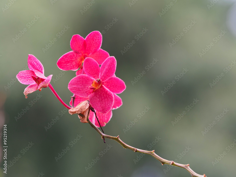 Obraz premium Red Flower