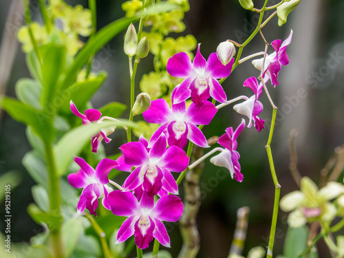 Violet orchid 