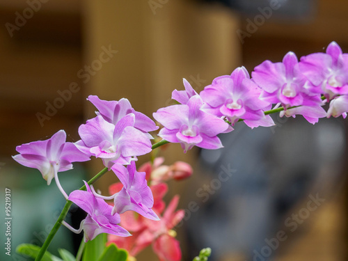 Violet orchid 