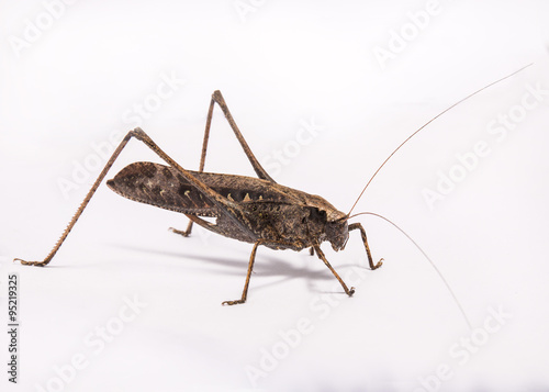 Brown Grasshopper isolated on white