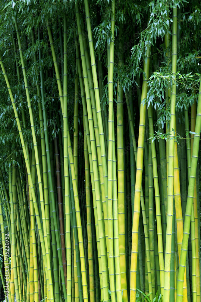 Naklejka premium Green bamboo nature backgrounds