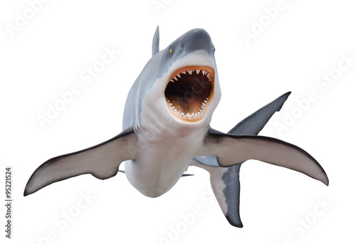 Fierce great white shark isloated on white