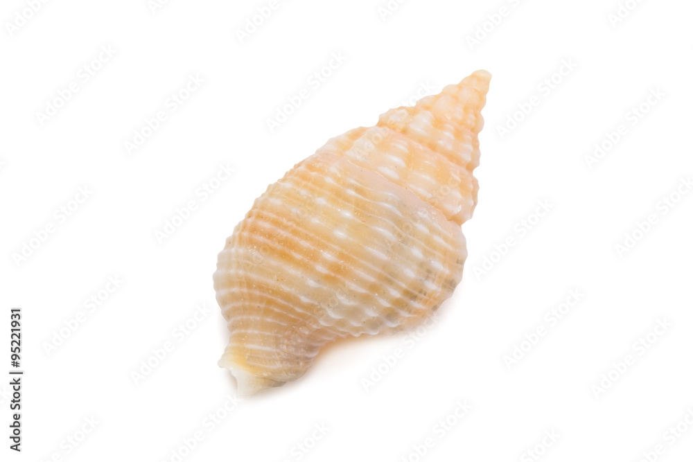 Sea shells isolated on white background.
