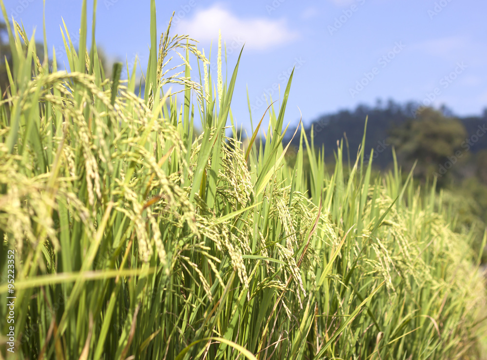 rice fields Thailand