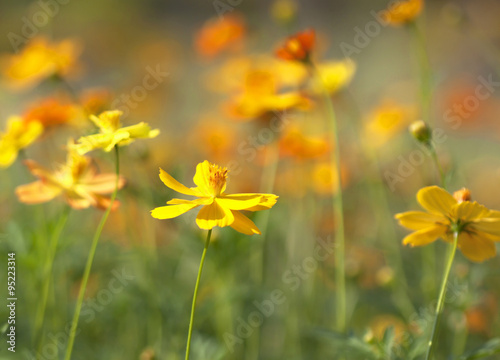 floral background blur