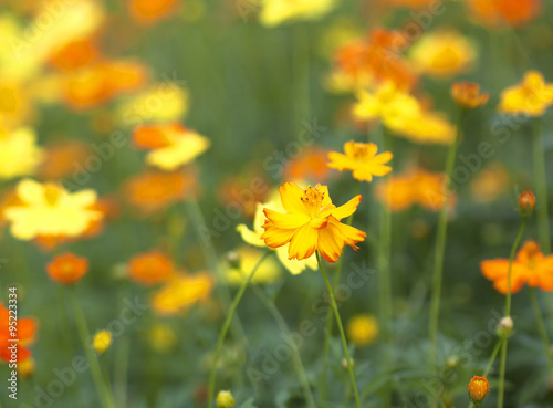 floral background blur