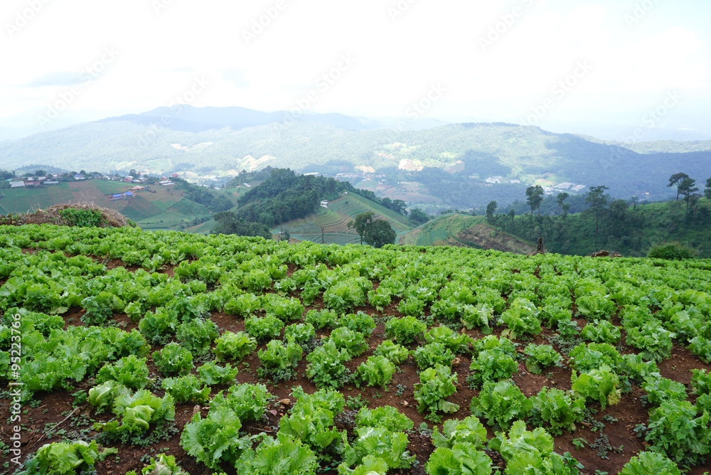 fresh green lettuce on the ground in the farm