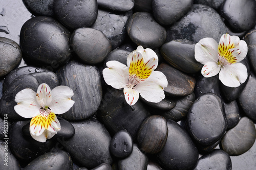 Set of three white orchid on black stones