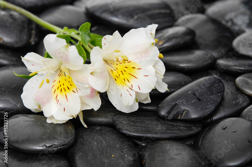Lying on white orchid on wet black stones