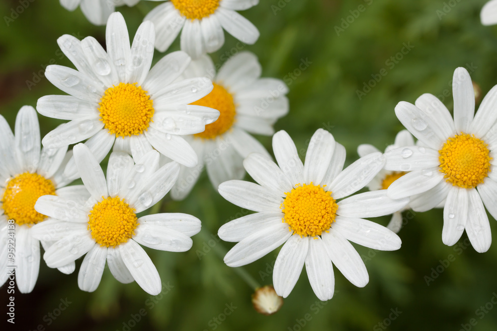 Obraz premium Flowers