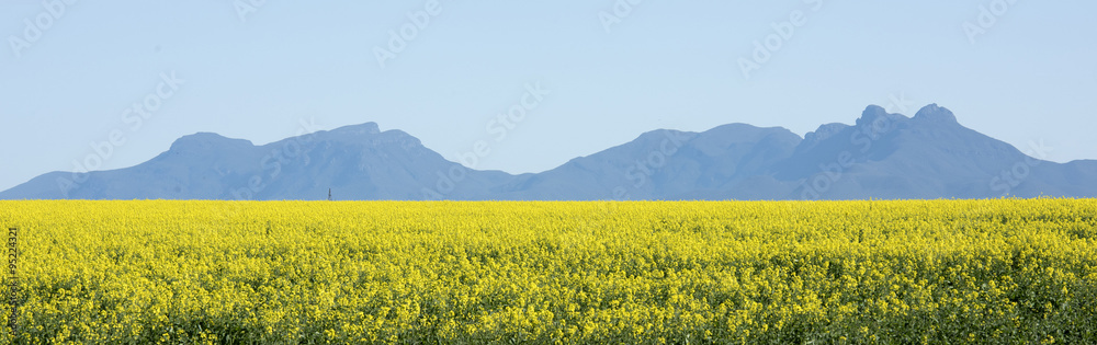 canola crops in south western australia with the Sterling ranges in the background. canola crops in south western australia with the Sterling ranges in the background.
