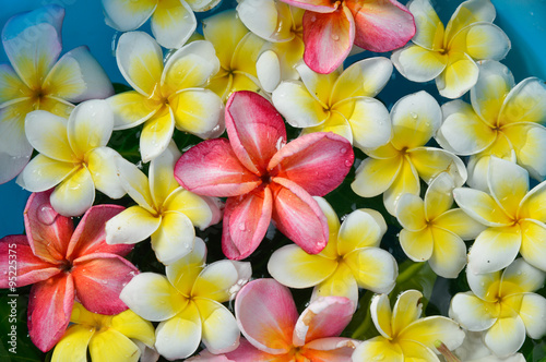 many white and pink with white frangipani in water     © skywing